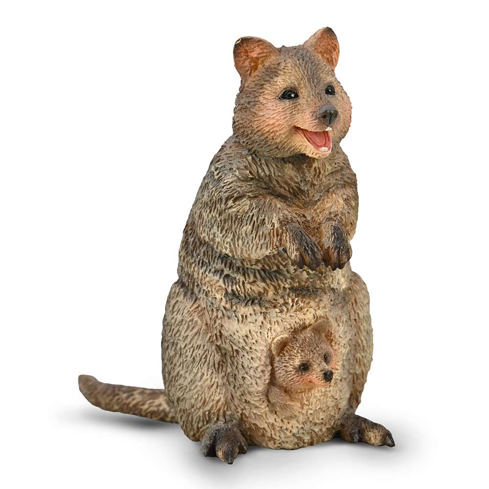 Quokka with Joey