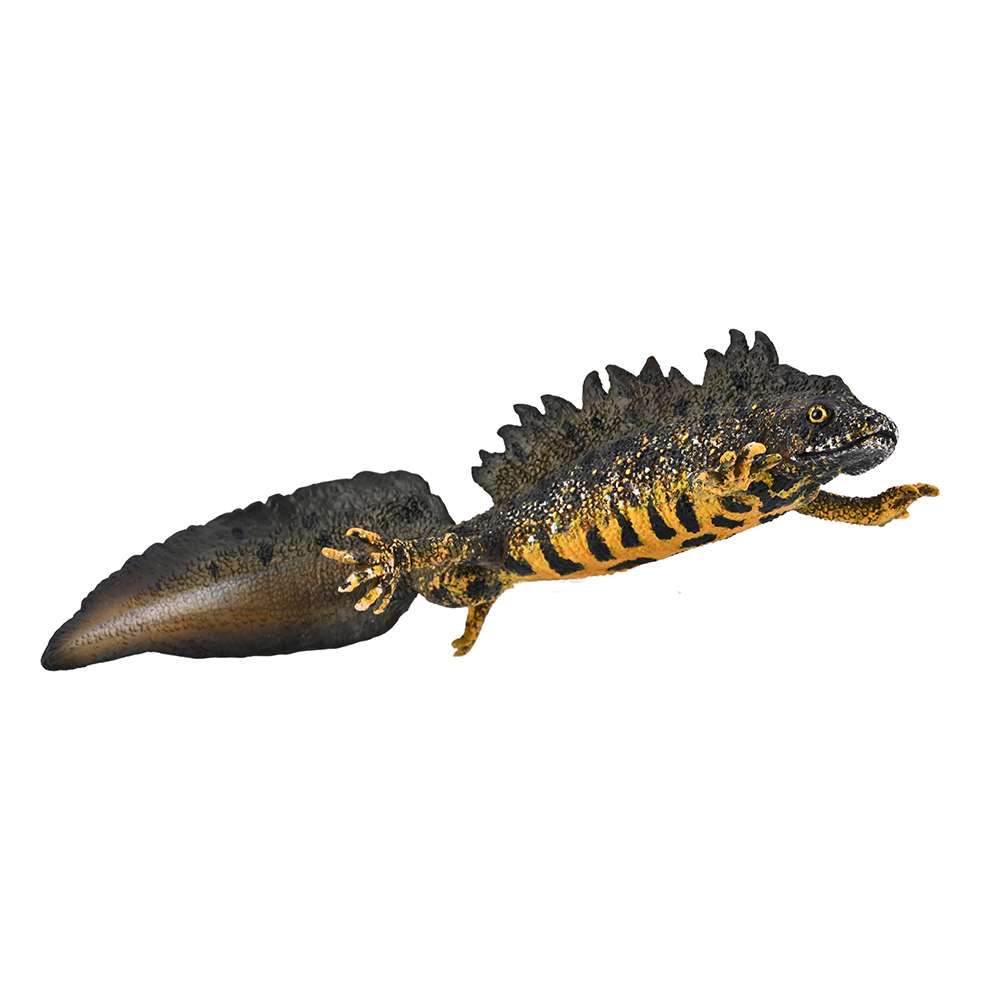 Great Crested Newt