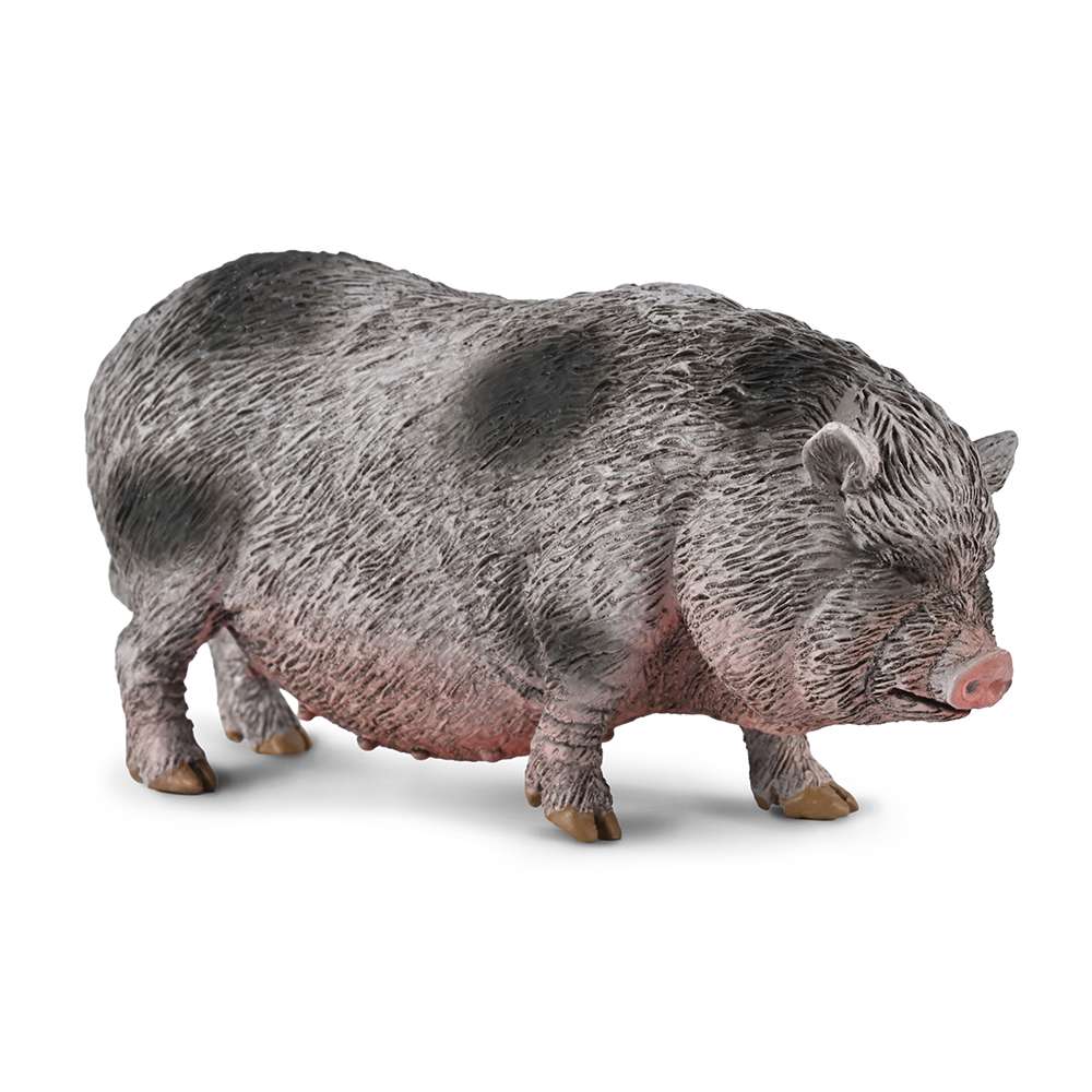 Pot-bellied Pig