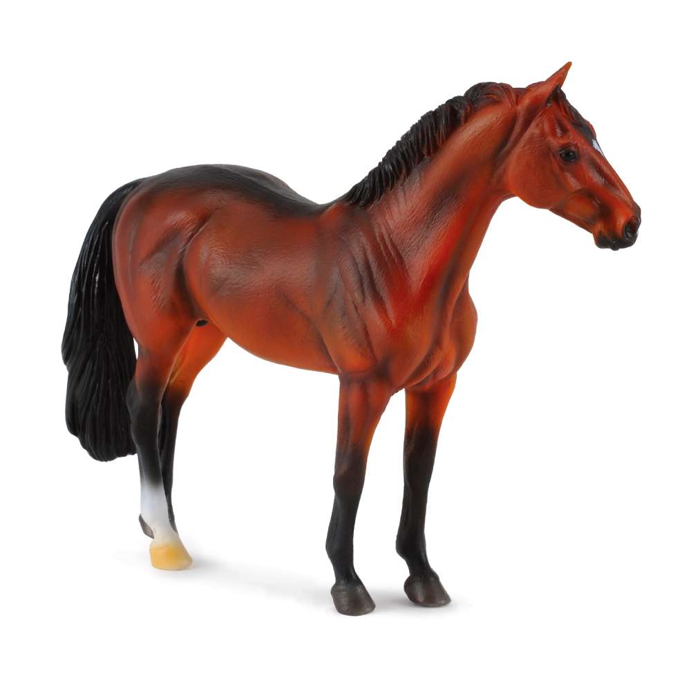 Hanoverian Stallion Bay