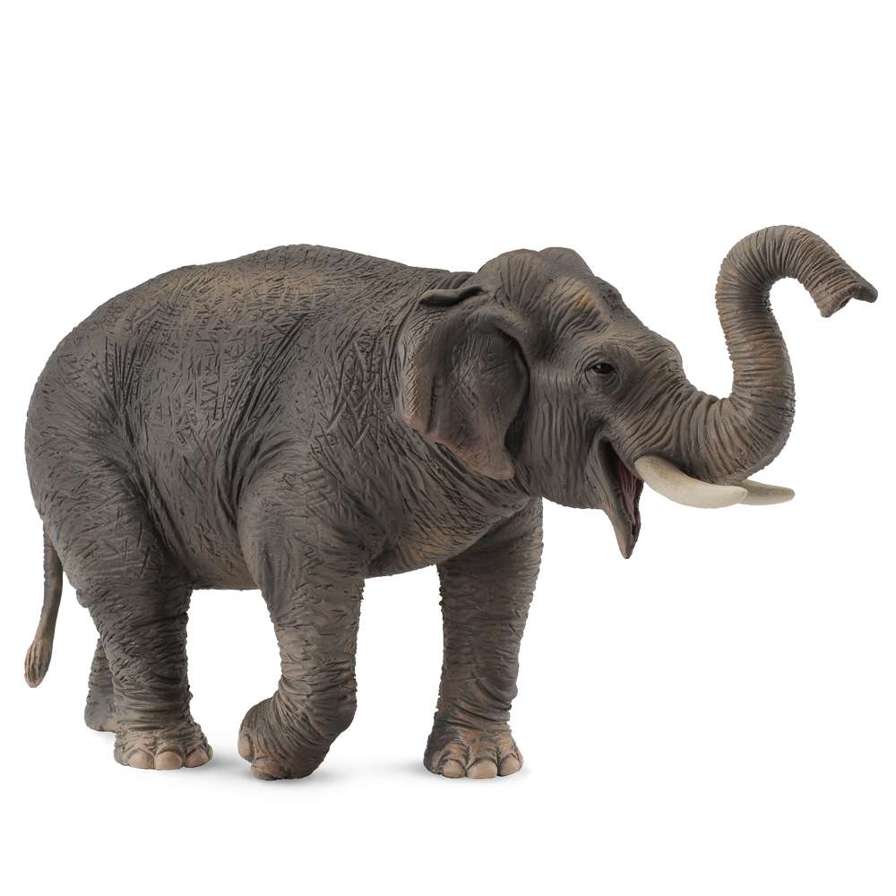 Asian Elephant
