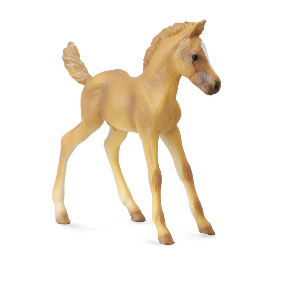 Haflinger Foal Standing