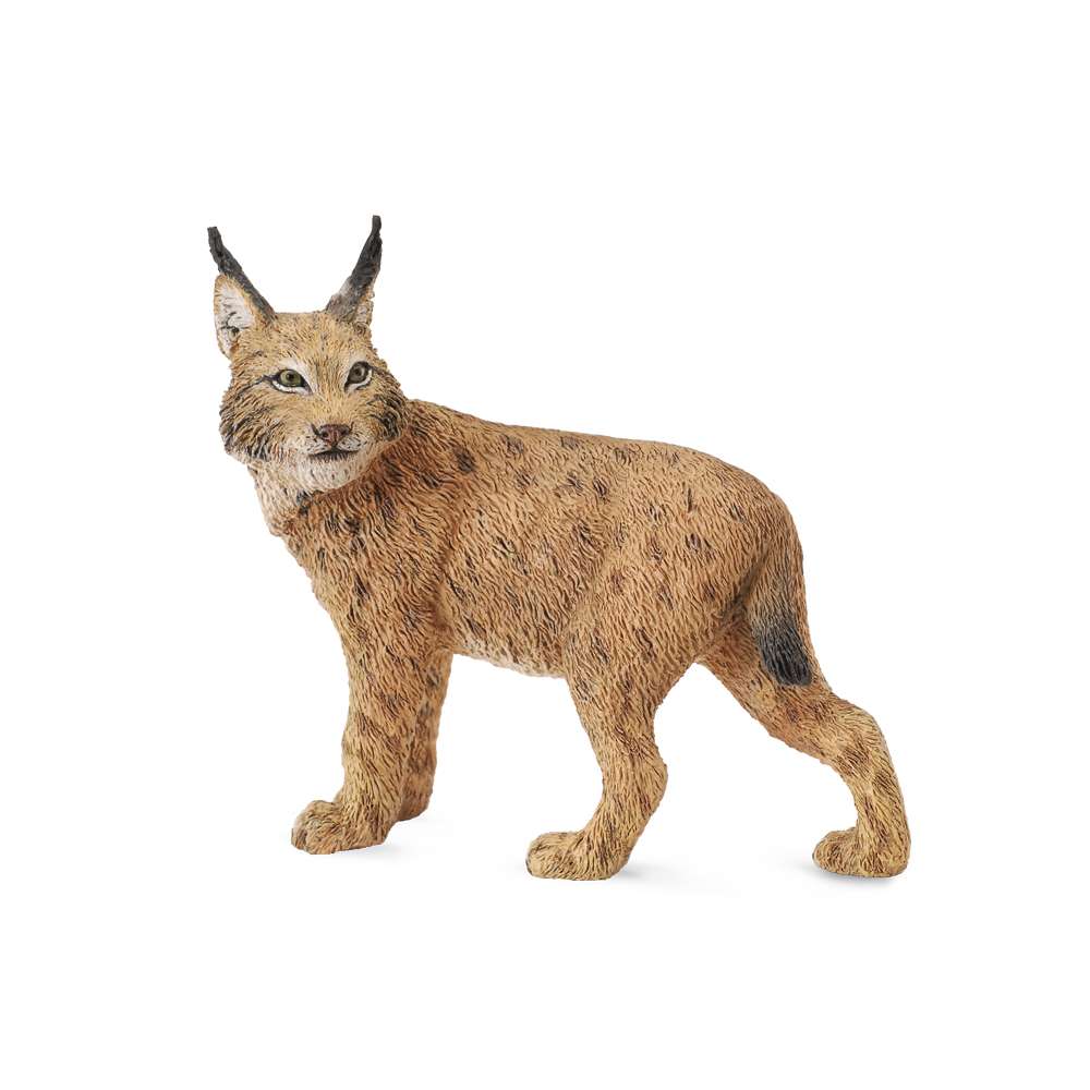 Lynx