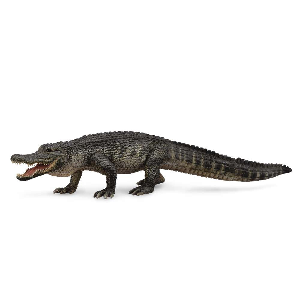 American Alligator