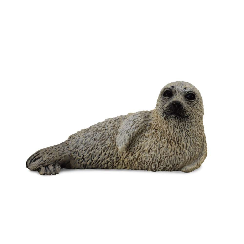 Spotted Seal Pup