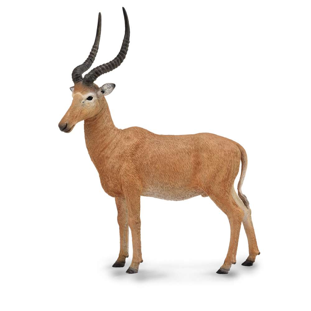 Hirola