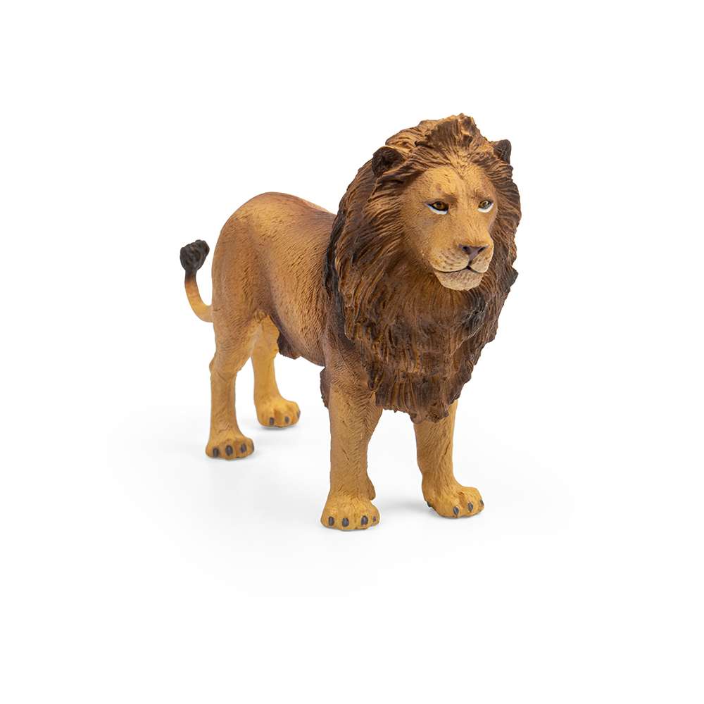 African Lion