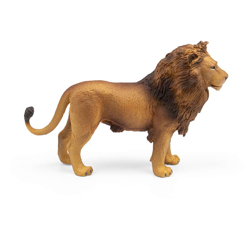 African Lion