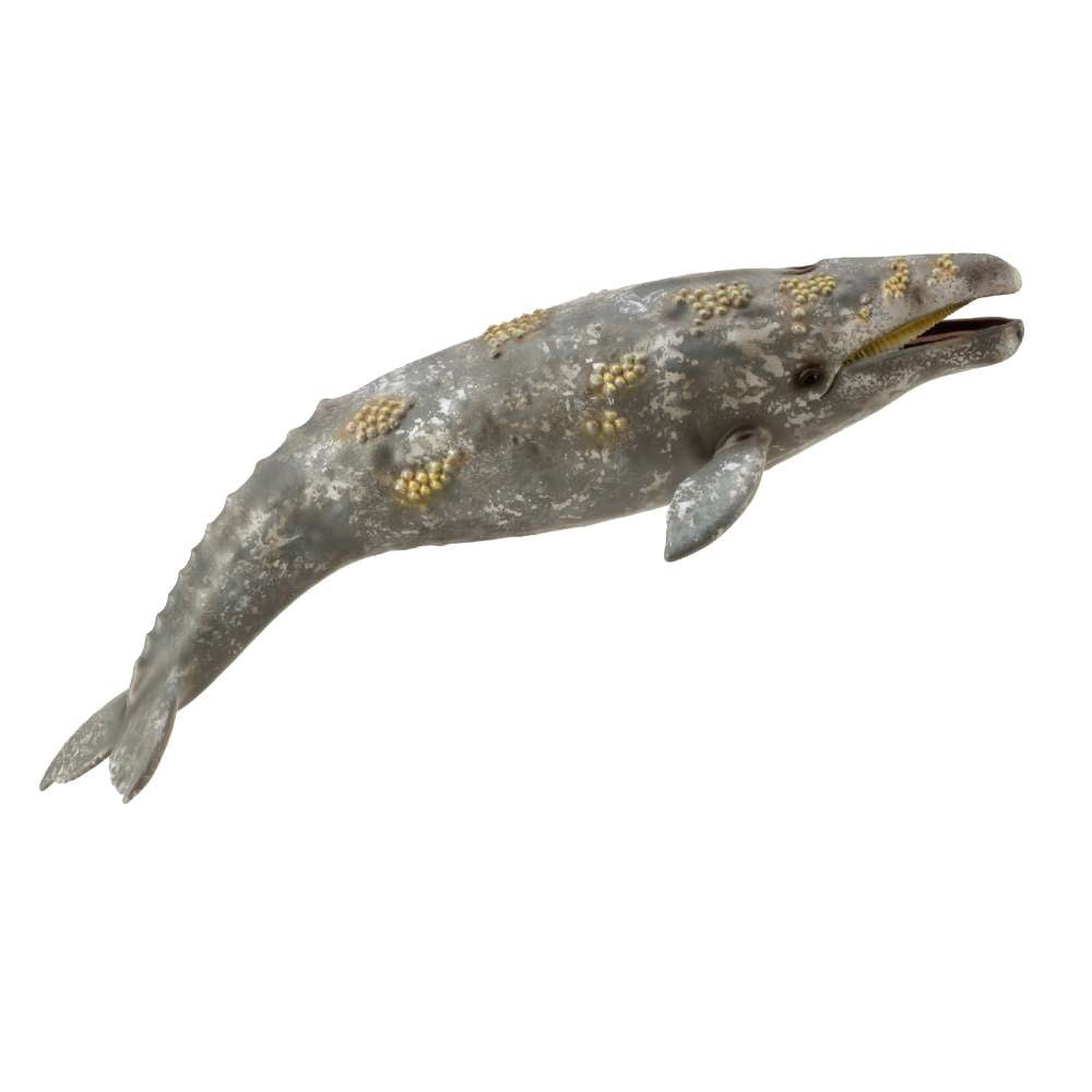 Gray Whale