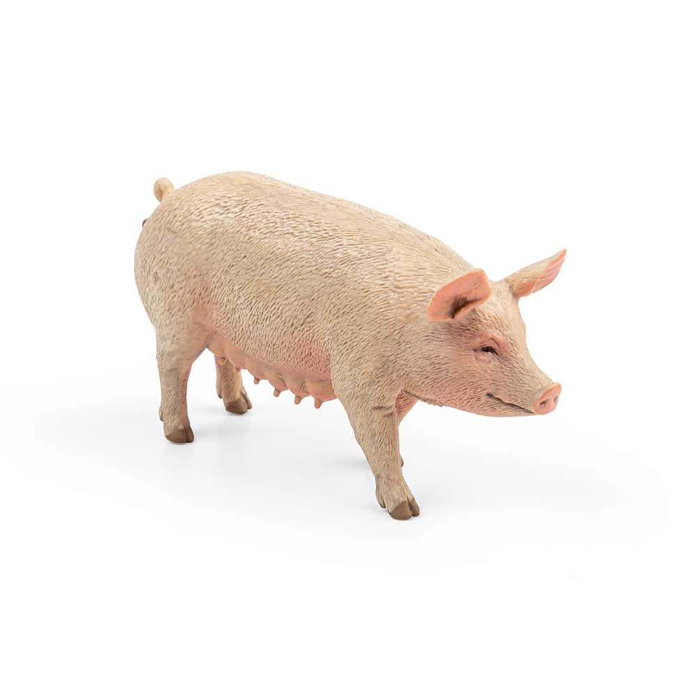 Sow