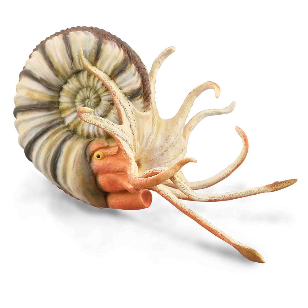 Pleuroceras Ammonite