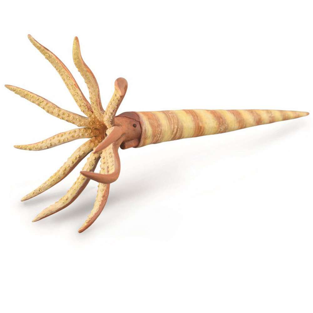Orthoceras