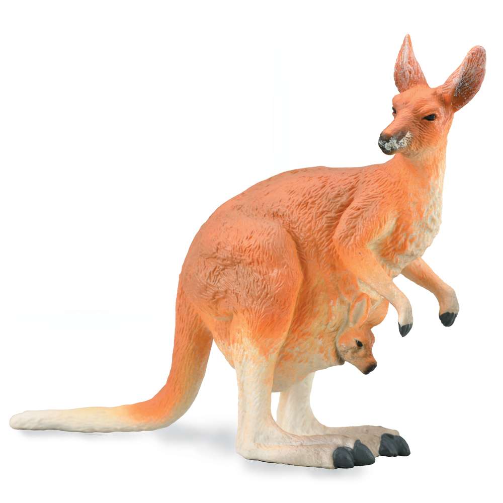 Red Kangaroo - Female with Joey