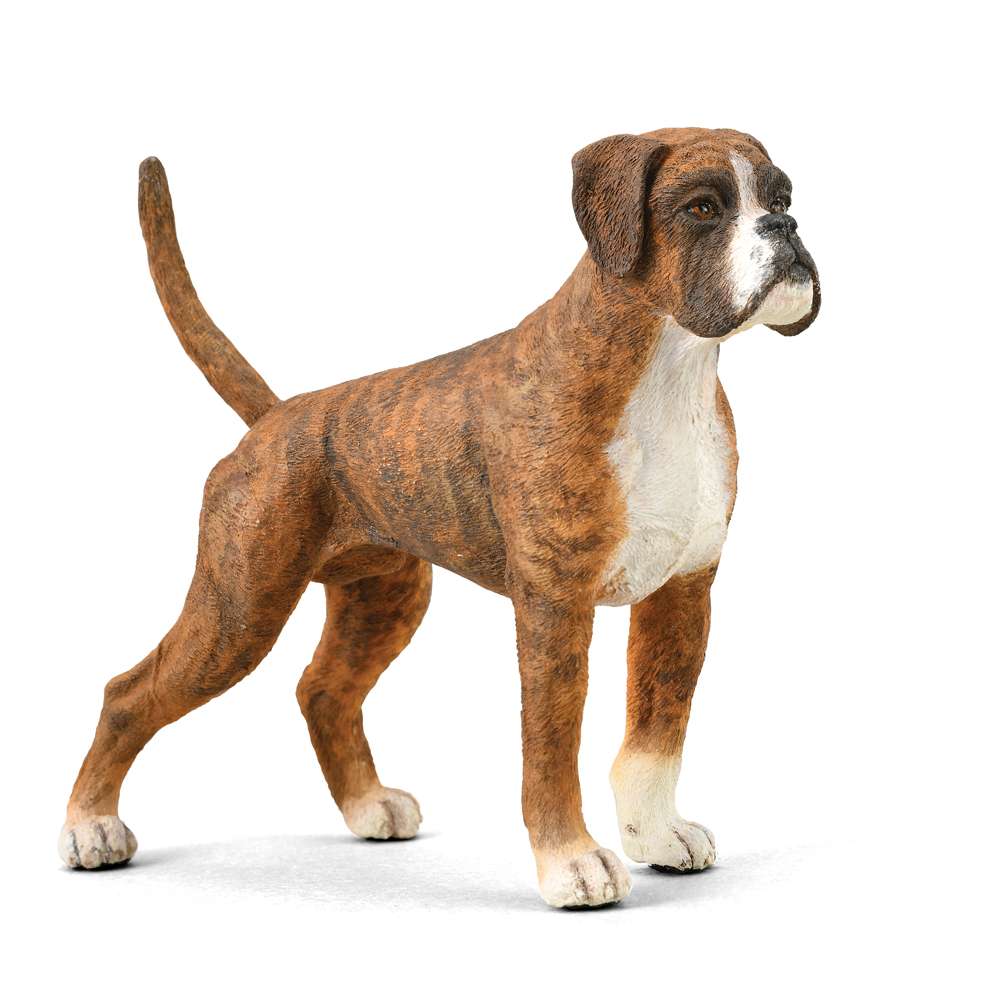 Boxer