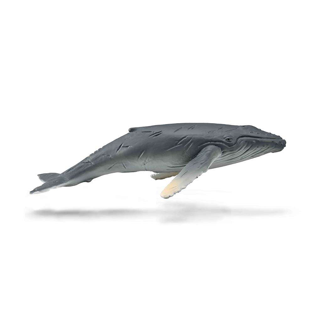 Humpback Whale Calf