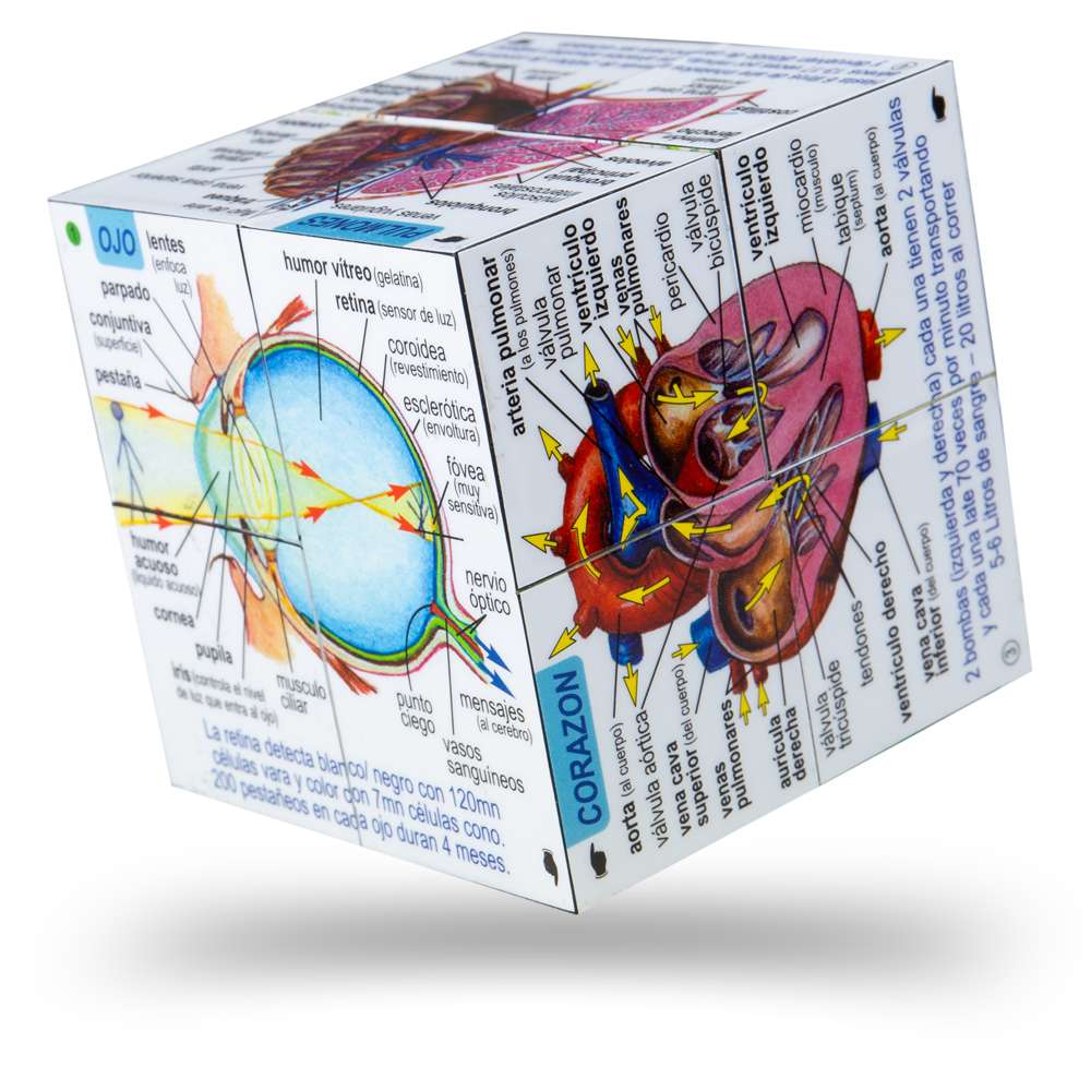 Human Body Systems and Statistics Cubebook