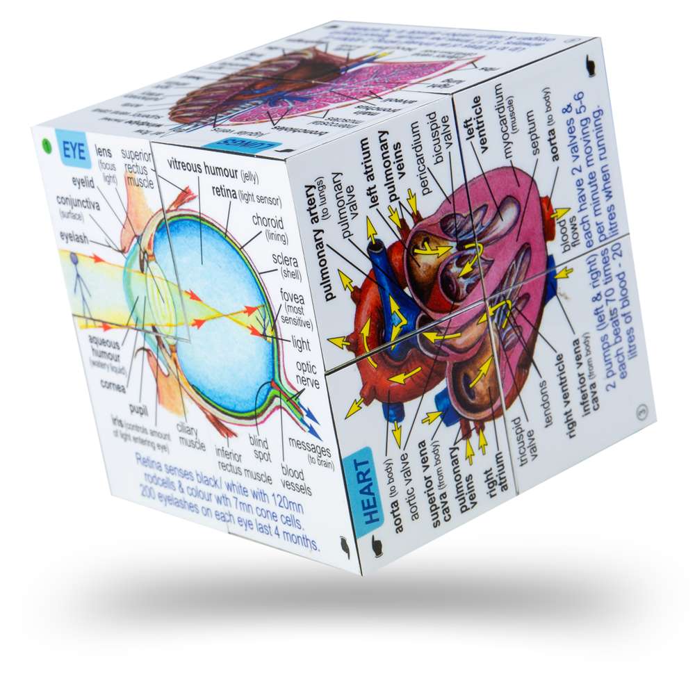 Human Body Systems and Statistics Cubebook