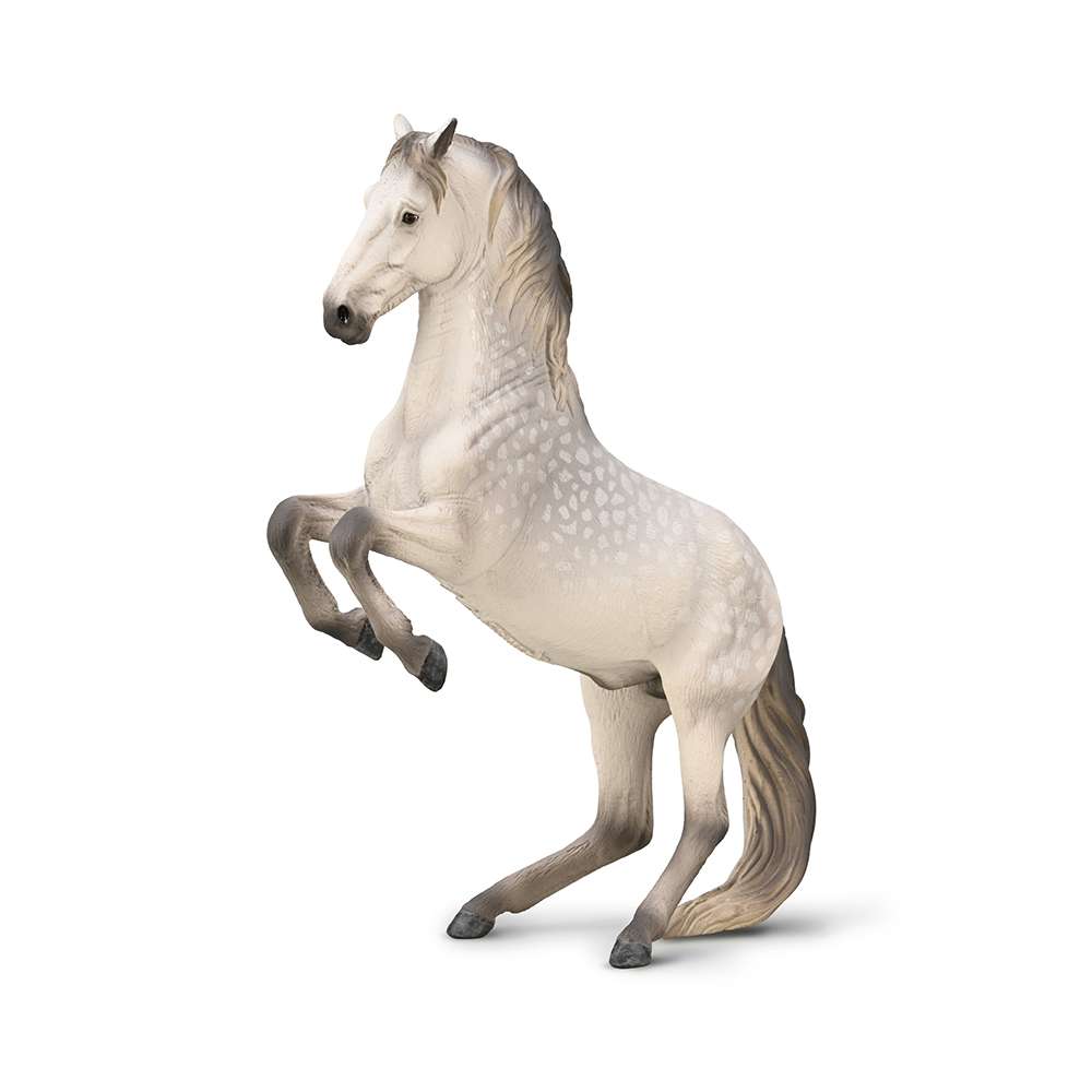 Lipizzaner Stallion Dapple grey