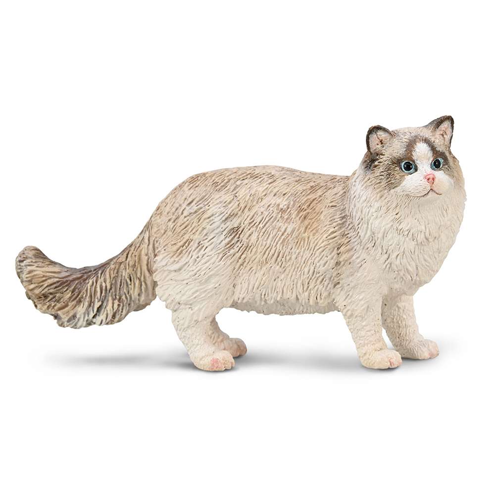 Ragdoll