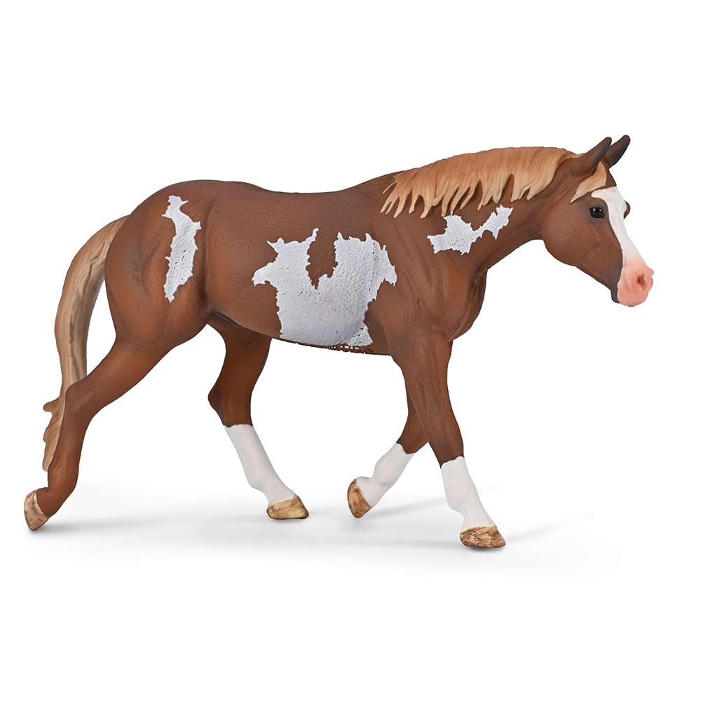 American Paint Horse Stallion Chestnut Overo