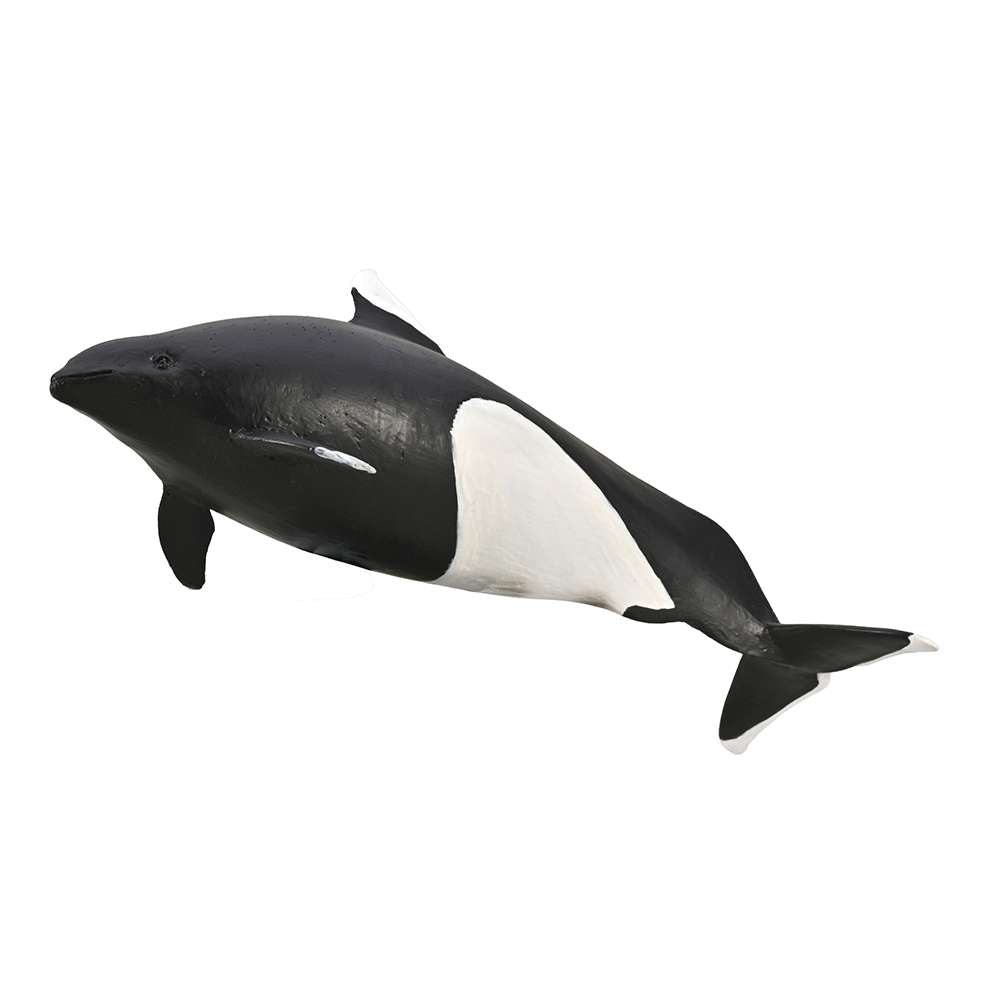 Dall's Porpoise