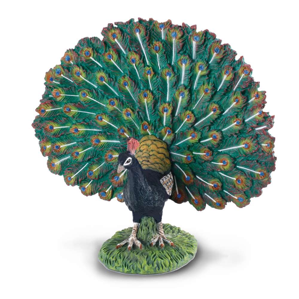 Peacock