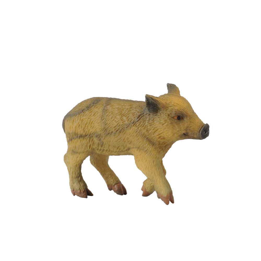 Wild Piglet Walking