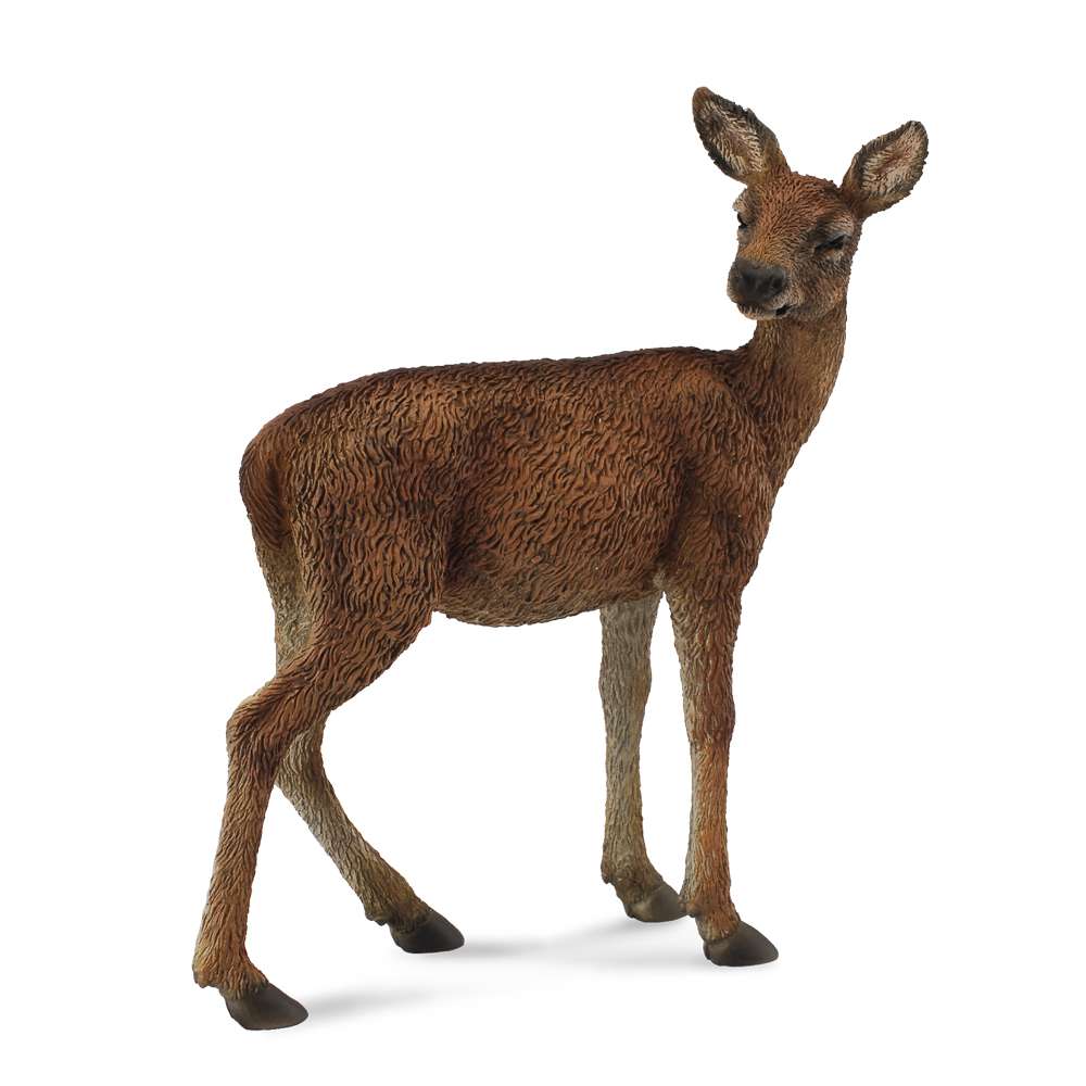 Red Deer Hind
