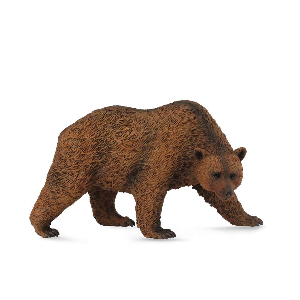 Brown Bear