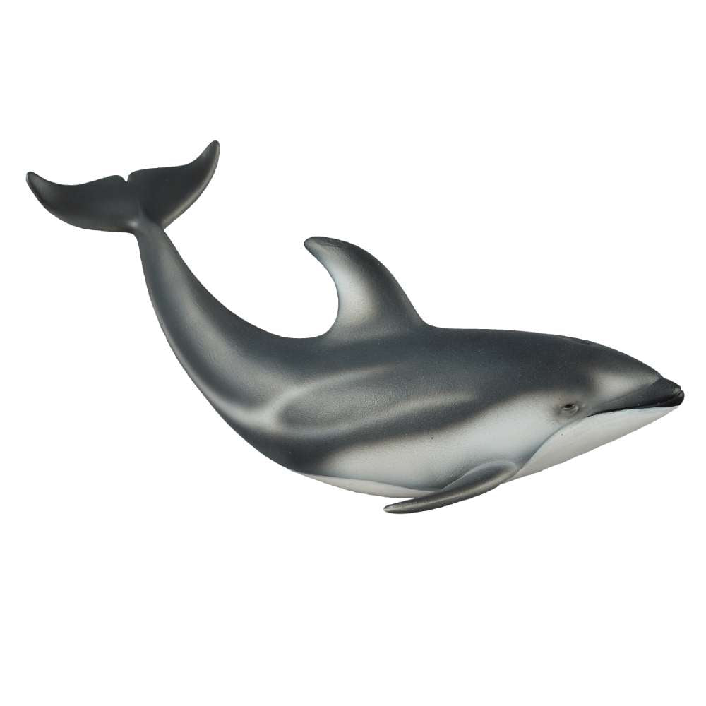 Pacific White Sided Dolphin