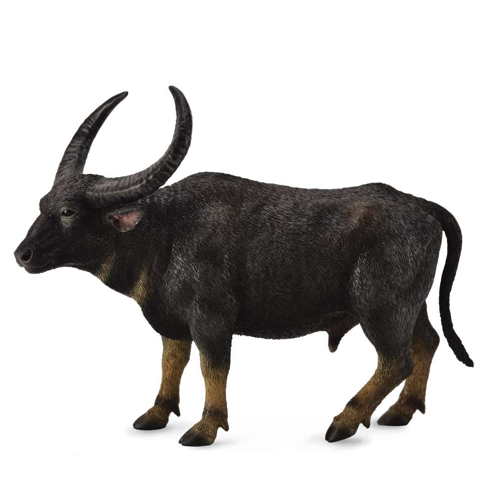 Wild Water Buffalo