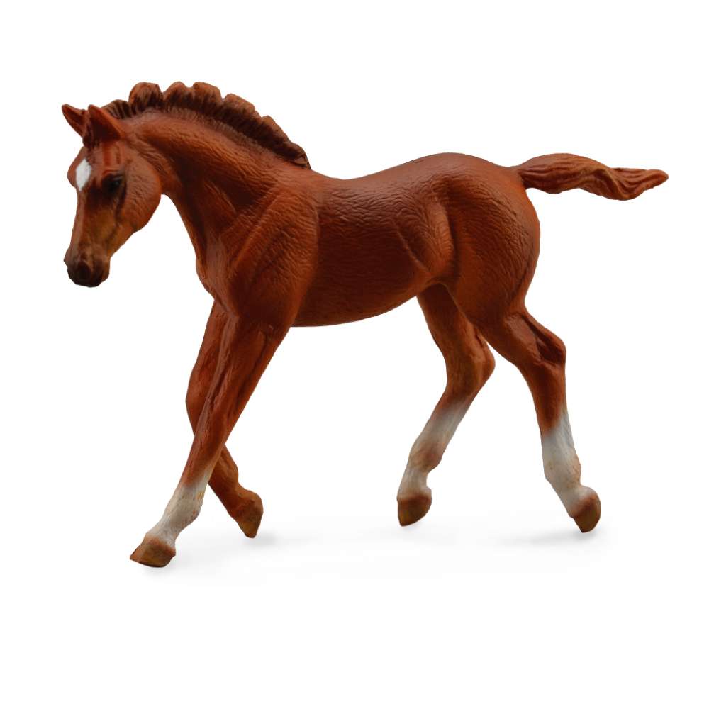 Thoroughbred Foal Walking Chestnut