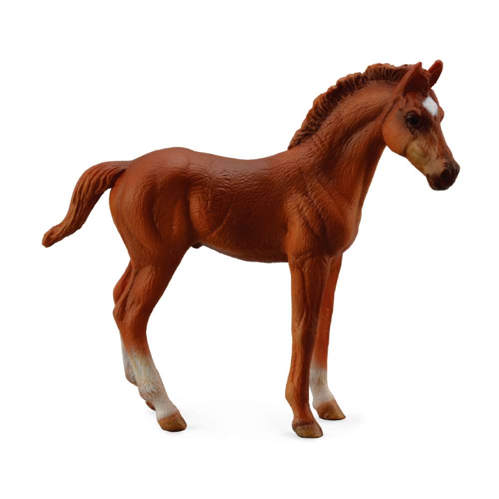 Thoroughbred Foal Standing Chestnut