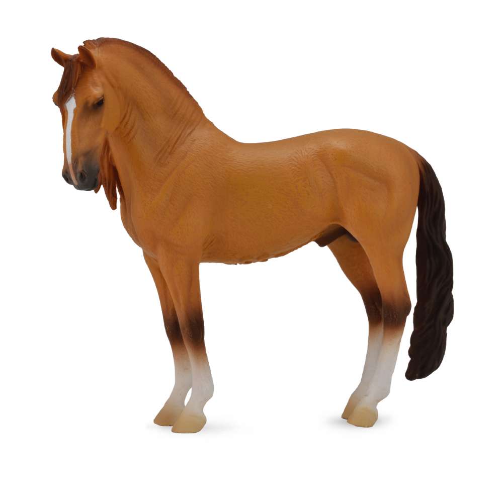 Campolina Stallion Red Dun