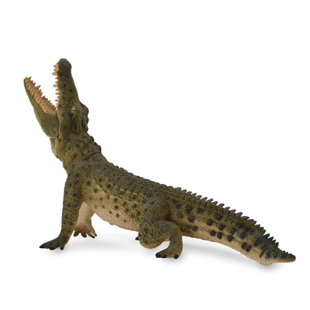 Nile Crocodile Leaping With Movable Jaw