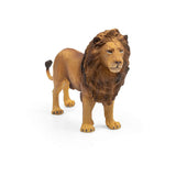 African Lion