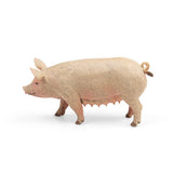 Sow