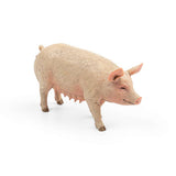 Sow