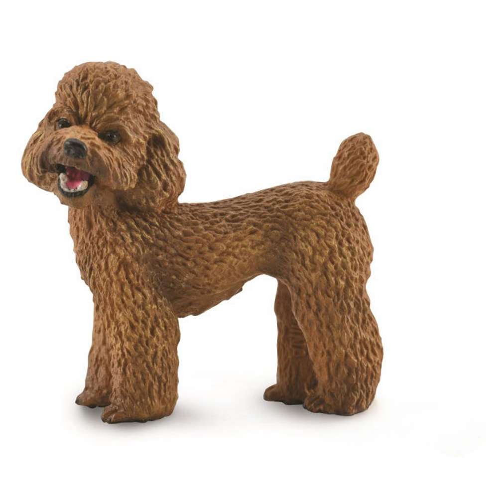 Poodle