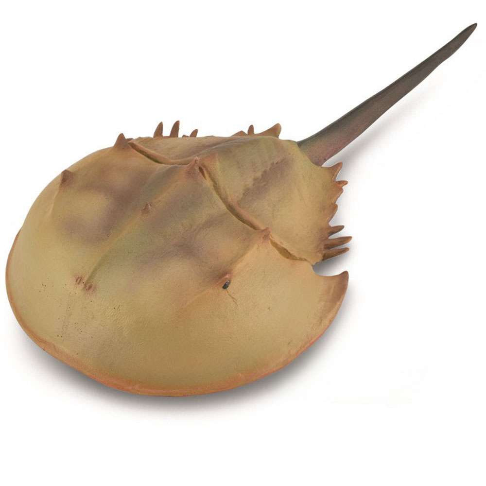 Horseshoe Crab