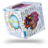 Human Body Systems and Statistics Cubebook